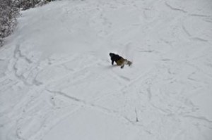 1501786_448597101919372_359231173_n